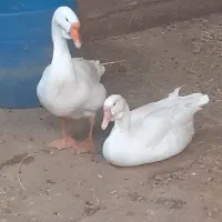 تخم غو غاز|حیوانات مزرعه|چمران, |دیوار