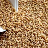 گندم مهرگان درجه یک