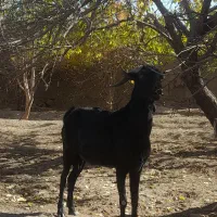 نر بز ۲ساله مورسیا اصل