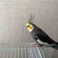 عروس هلندی گمشده