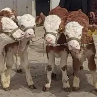 گوساله اصل پرواری(بندرترکمن)