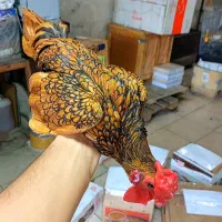 جوجه سبرایت فرانسوی