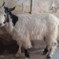 بیگ دارم برای فروش