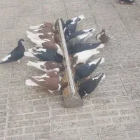 سیاهپوش|پرنده|قزوین, |دیوار