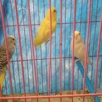 سه تا مرغ عشق دورگه زیبا|پرنده|بروجرد, |دیوار