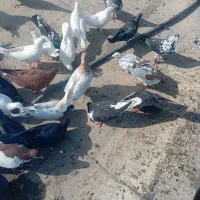 کبوتر رنگی|پرنده|آبادان, |دیوار