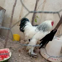 یک خروس جوان و بالغ برهما اصیل