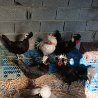 فروش مرغ و خروس لهستانی بسیار زیبا|حیوانات مزرعه|زرگرشهر, |دیوار