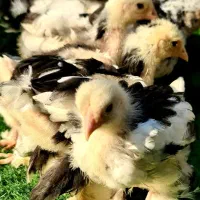 فروش جوجه برهمای بلک متلد|حیوانات مزرعه|سورک, |دیوار