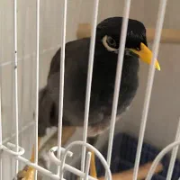 معاوضه مینا نر با ماده