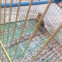 قناری|پرنده|مسجد سلیمان, |دیوار