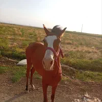اسب مادیون