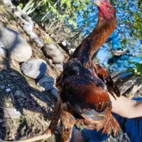 مرغ و خروس لاری