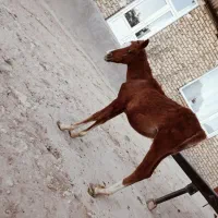 اسب|اسب و تجهیزات اسب‌سواری|نختالو, |دیوار