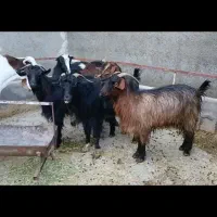 فروش پازن دورگ پاکستانی با بز محلی زاییده