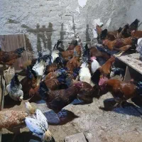 خروس محلی|حیوانات مزرعه|هشتگرد, هشتگرد قدیم|دیوار