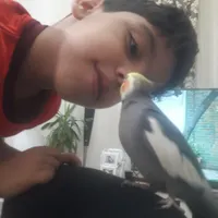 عروس هلندی گمشده در قلعه گردن