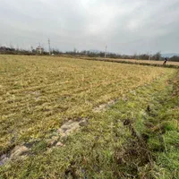 شالیزار ۳۷۰۰ متری در بوجایه/سنتی و لب جاده|فروش دفتر صنعتی، کشاورزی، تجاری|لاهیجان, بوجایه|دیوار