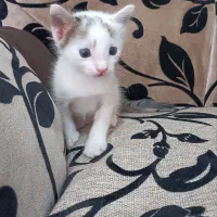 بچه گربه دو ماهه جهت واگذاری