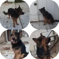 سگ نر ژرمن شیپر