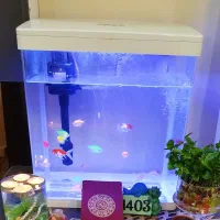 آکواریوم ماهی شرکتی شیشه خم نشکن