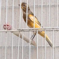 قناری نرمست شلاقی