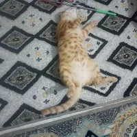واگذاری گربه