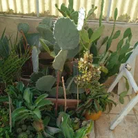 انواع گل مناسب آپارتمان وتراس وحیاط|گل و گیاه طبیعی|پاکدشت, پاکدشت (مامازند)|دیوار