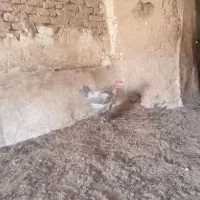 لاری|حیوانات مزرعه|تایباد, |دیوار