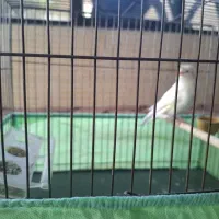 قناری گلستر ماده مست مست