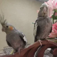 عروس طوطی|پرنده|تبریز, |دیوار