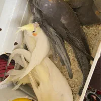 جوجه عروس هلندی