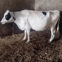 گاو شیری|حیوانات مزرعه|اردبیل, |دیوار