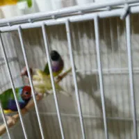 فروش ۳عدد فنچ گلدین ماده  مولد|پرنده|لامرد, |دیوار