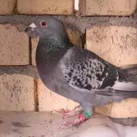 کبوترنر پلاکی مسافت بالا