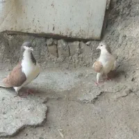 مجسمه کبوتر