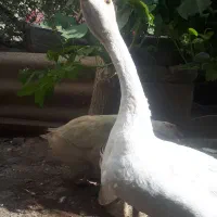 قوغاز