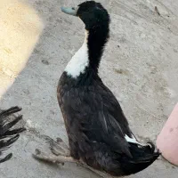 اردک نر