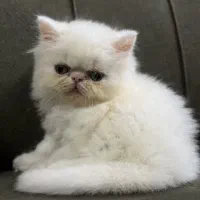 پرشین اصیل عروسکی ۲ماه