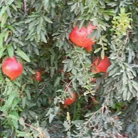 ۵۰۰ عدد نهال انار ۳ ساله محمد آباد عربها