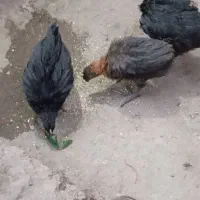 جوجه محلی