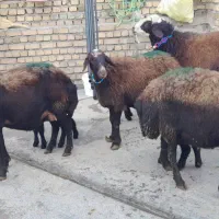 ۳راس میش بره انتیک ۲راس قورچ