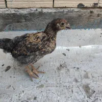 جوجه محلی|حیوانات مزرعه|صباشهر, |دیوار