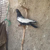 سینه سیاه بزن سوسنی دم سفید|پرنده|شیراز, دروازه قران|دیوار