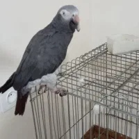 پرنده کاسکو