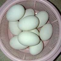 تخم نطفه دار قو غاز و غاز
