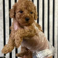 توله سگ تاینی توی پودل تیکاپ|سگ|تهران, وردآورد|دیوار