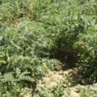 سبزه فروشی باب دامدار