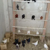 کبوتر|پرنده|تبریز, |دیوار