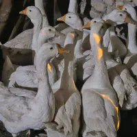 قوغاز سفید|حیوانات مزرعه|خان ببین, |دیوار